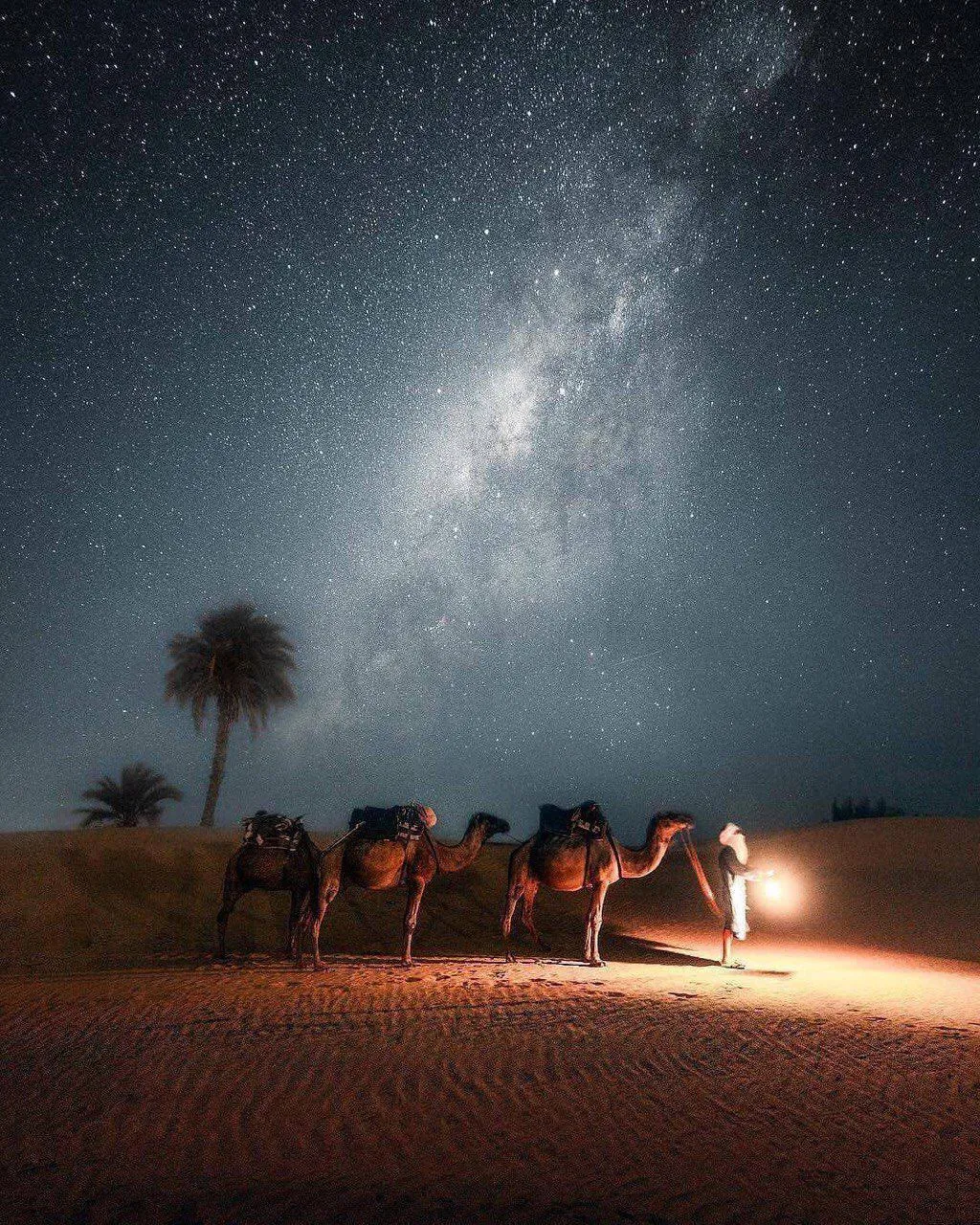 Three loaded camels and a robed figure holding a lantern on desert sand at night, the Milky Way arching overhead beside a lone palm.